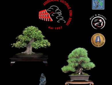 XV MOSTRA D’AUTUNNO BONSAI E SUISEKI -ROMA